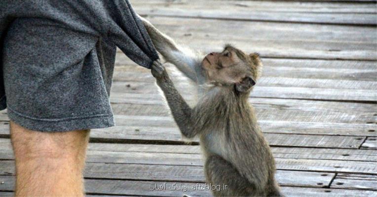 میمون ها متوجه ارزش اشیاء می شوند!