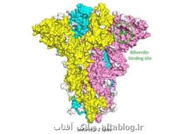 چرا تعدادی از مبتلایان به كووید-۱۹ به رغم داشتن آنتی بادی زیاد به شدت بیمار می شوند؟