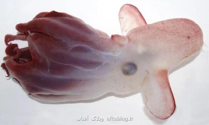 شناسایی گونه ای جدید از هشت پا بوسیله ی روش های غیرتهاجمی
