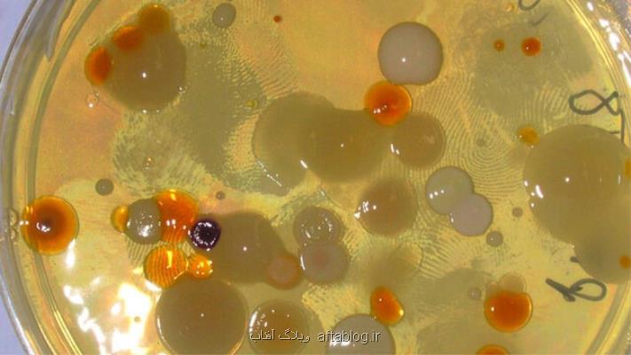 باکتری هایی که بعد از 1000 روز گرسنگی زنده ماندند!