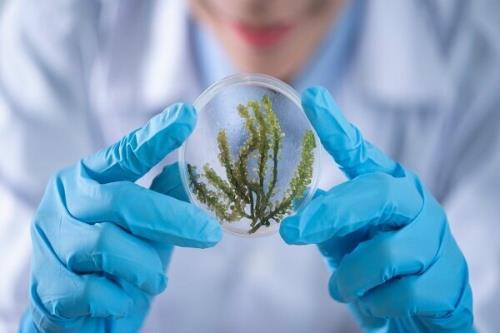 شروع همکاریهای مشترک ایران و فیلیپین در حوزه فناوری نانو در کشاورزی