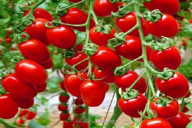 افزایش سطح عملکرد 4 هزار مترمربع گلخانه گوجه فرنگی ارمنستان با دستگاه ایران ساخت