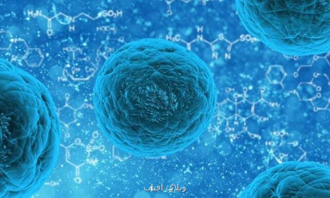 بررسی رفتار سلول های بنیادی برای مهار بیماری های خونی