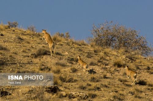 گرمای هوا سرشماری زمستانه حیات وحش تهران را به تعویق انداخت