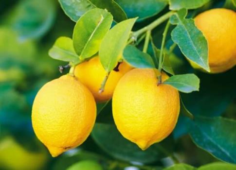 فواید لیمو برای سلامتی