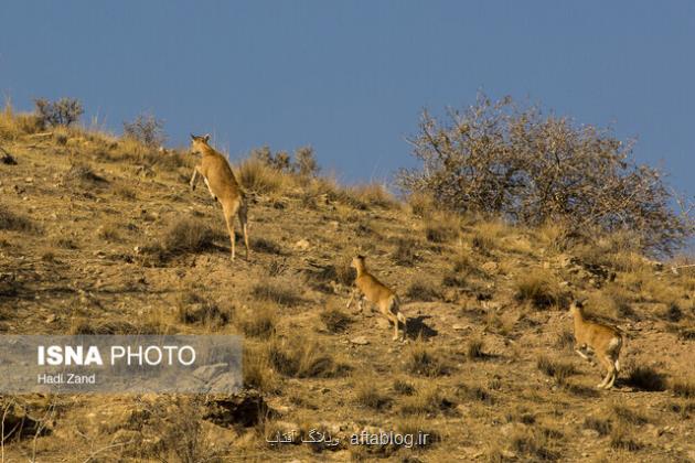 گرمای هوا سرشماری زمستانه حیات وحش تهران را به تعویق انداخت