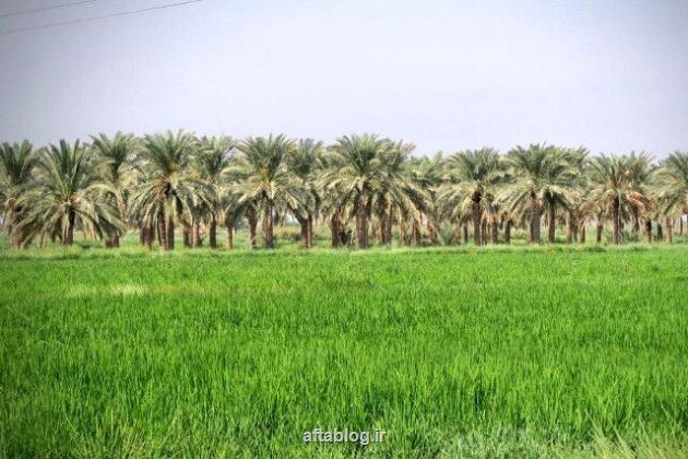 لالایی هایی که مهر وطن را با خون ما می آمیزند